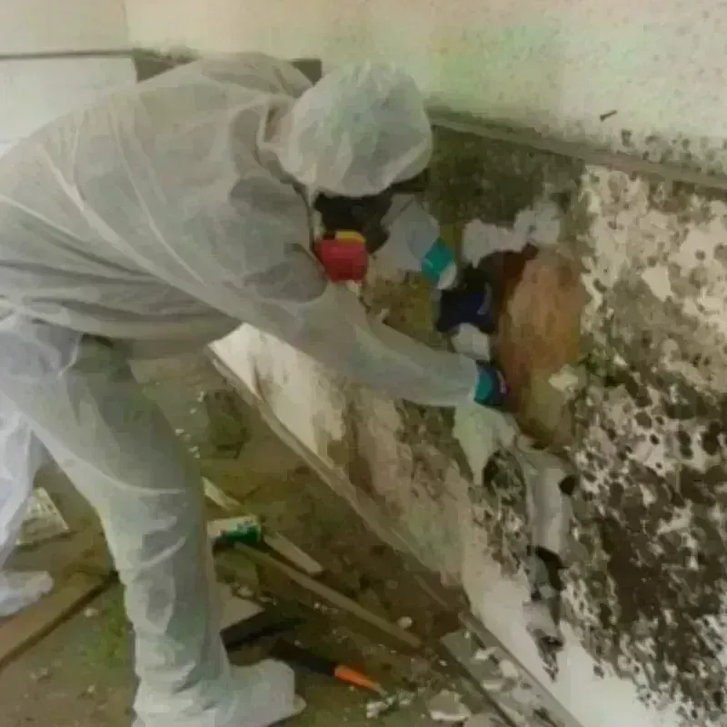 Mold Remediation and Removal in Sam Rayburn, TX